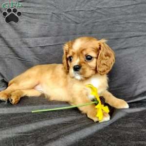 Miss Holly, Cavalier King Charles Spaniel Puppy